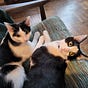 The Crazy Cat Lady Writes's avatar