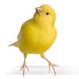 Canary In a Covid World's avatar