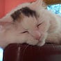 KittyLiterate's avatar