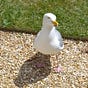 jcbird's avatar