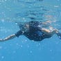 The Snorkel's avatar