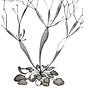 The Desert Trumpet's avatar