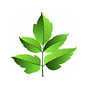 Sharron Bassano's avatar