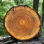 Echoes of Nature's avatar