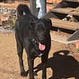Diana-Sedona's avatar