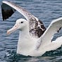 Albatross's avatar