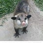 Miss Possum's avatar
