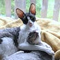 CatsRule2023's avatar