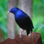 Diane the FH Bowerbird's avatar