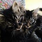 Susan C.'s avatar