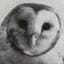 Tobin Owl's avatar