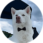 BowTiedTogo's avatar