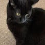 blackcatnamedOlivia's avatar