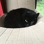 Cat Treadwell's avatar