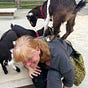 The Sue With the Goats's avatar