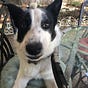 Henry the Bear Dog's avatar