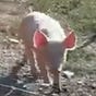 The Pork Report's avatar