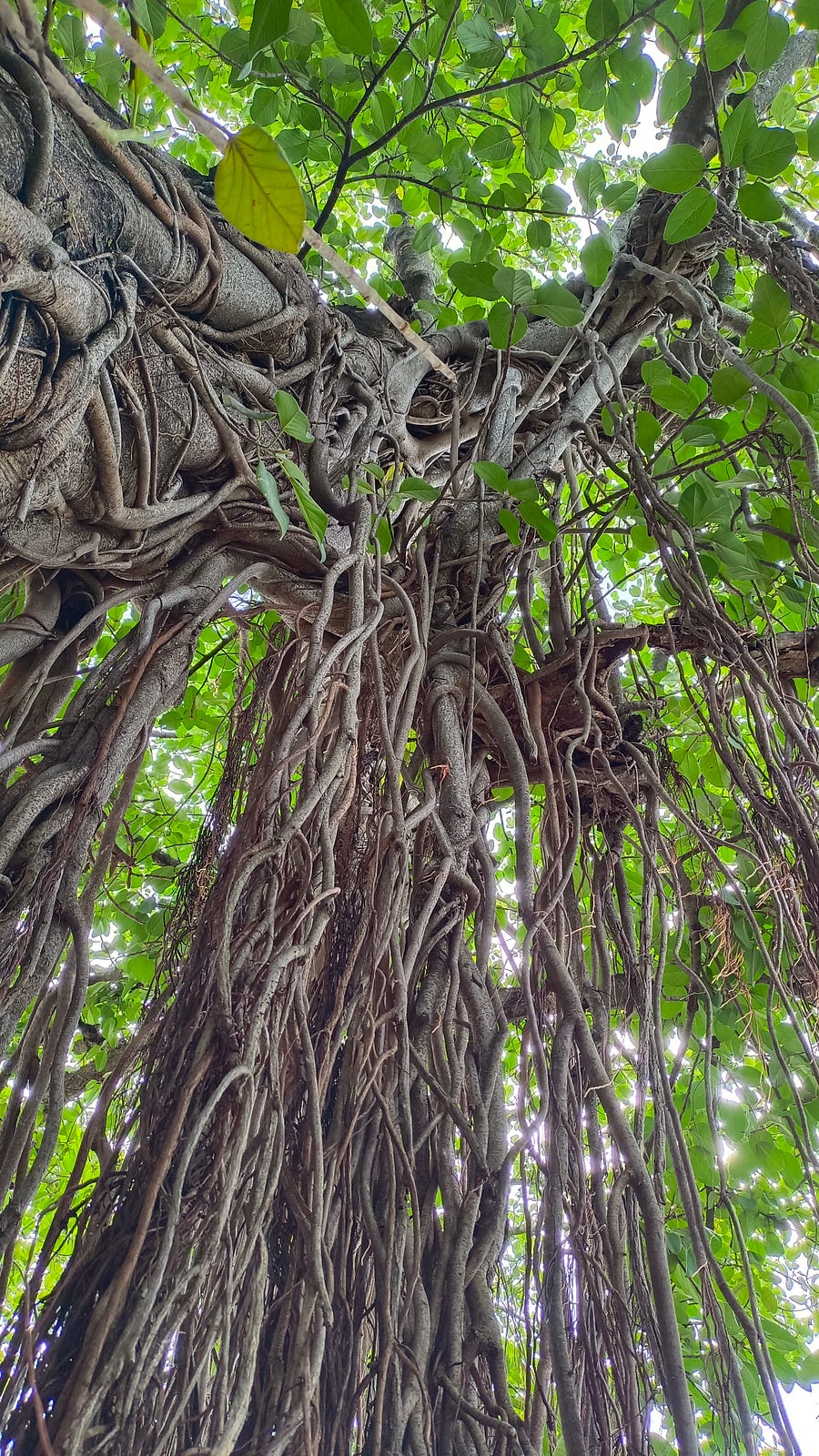The Banyan roots