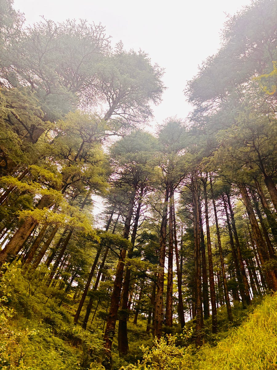 Trees of Shimla