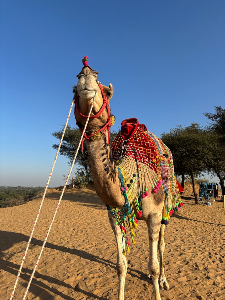 A camel in Jaipur