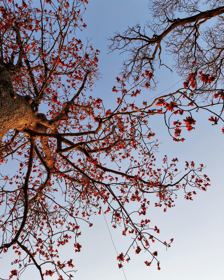 The old Semal tree
