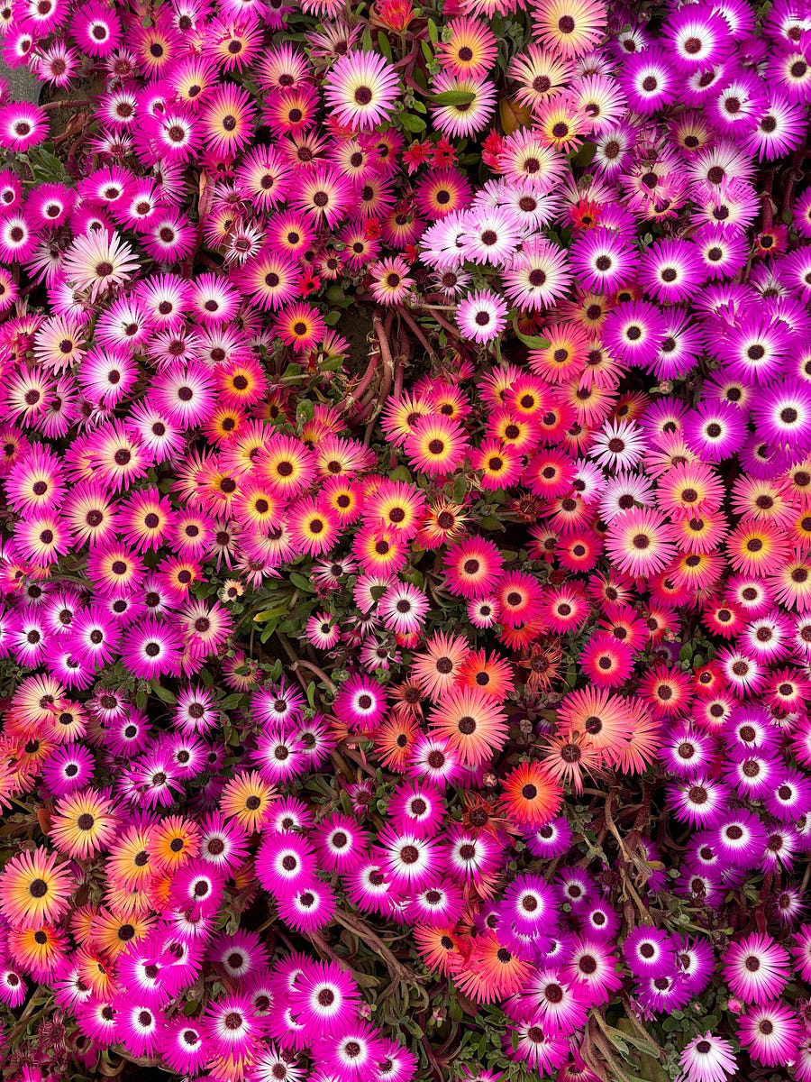 Flowers at a nursery