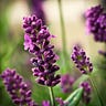 Lavender Lass Books - Thursday Newsletter