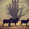 Rewilding