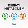 Masterclass With Masterjohn: Energy Metabolism