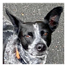 The Writer's Dog: Interviews and Gallery
