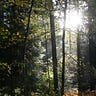 Deep into the Forest