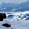 Love the Wild