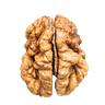 the unremarkable brain