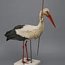 Pfeilstorch