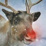 Bill’s Midwinter Music Blog