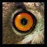 Global Nature Beat