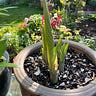 Good in The Garden