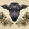 The Black Sheep