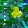 weedom