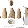 Anthropology.net