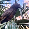 The Kākā by Bernard Hickey