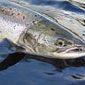 Ireland on the Fly