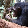 Primatology.net