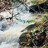 Whatever the River Brings