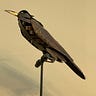 Rare Old Bird:  A WV Rural Democrat