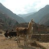 Anthropology.net