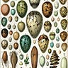 [Nature's Footnote]