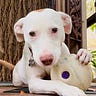 Tulip's News From the Pack