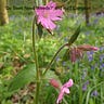 The Wildlife Garden Podcast