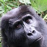 Primatology.net